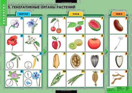 Генеративні органи рослини